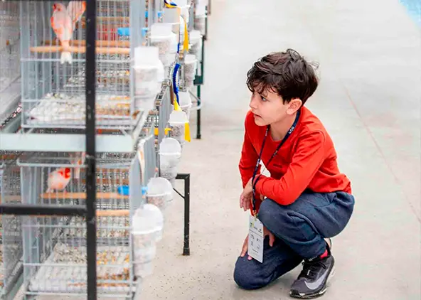 Aves premiadas na Expoaves 2026